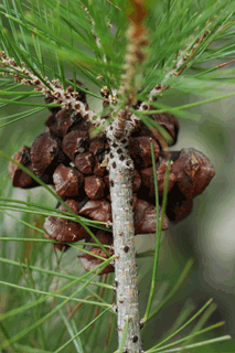 Pinus lagunae