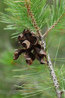 Pinus lagunae
