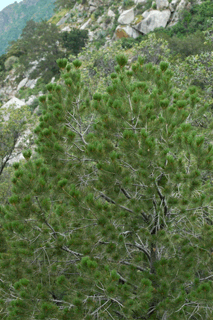 Pinus lagunae