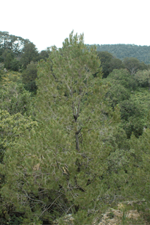 Pinus lagunae