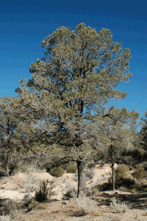 Pinus quadrifolia
