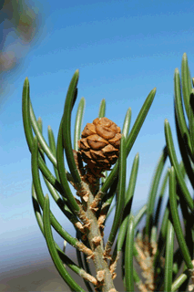 Pinus quadrifolia