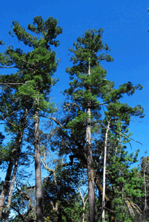Abies guatemalensis jaliscana