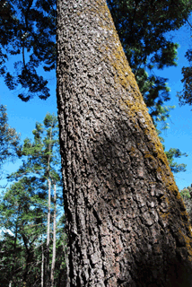 Abies guatemalensis jaliscana
