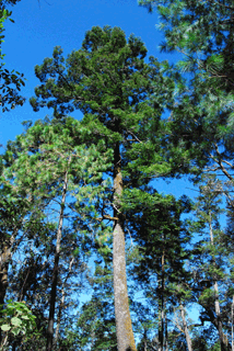 Abies guatemalensis jaliscana