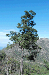 Abies guatemalensis jaliscana