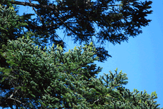Abies guatemalensis jaliscana