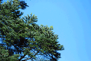 Abies guatemalensis jaliscana