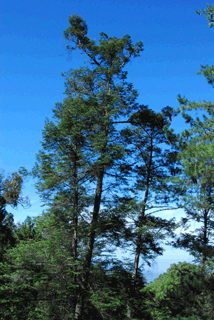 Abies guatemalensis jaliscana