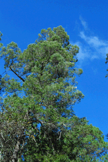 Abies guatemalensis jaliscana