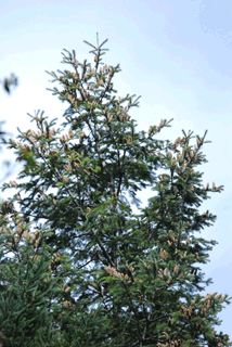 Abies flinckii