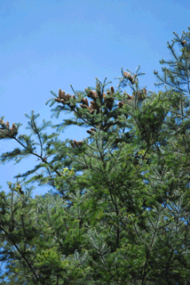 Abies flinckii