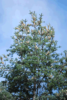 Abies flinckii