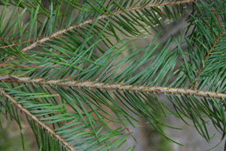 Abies guatemalensis jaliscana