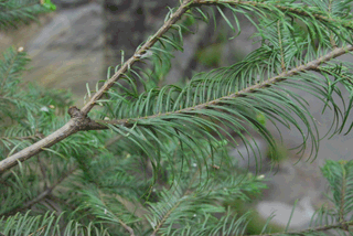 Abies guatemalensis jaliscana