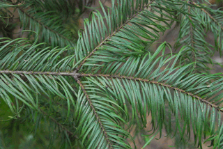 Abies guatemalensis jaliscana