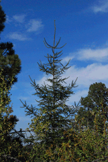 Abies religiosa