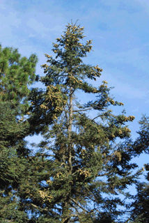 Abies religiosa