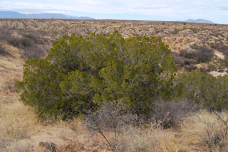 Juniperus coahuilensis arizonica