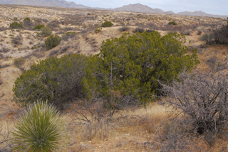 Juniperus coahuilensis arizonica