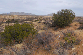 Juniperus coahuilensis arizonica