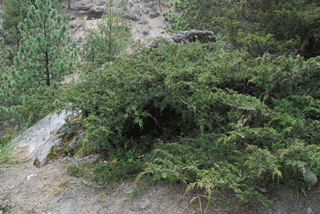 Juniperus monticola compacta