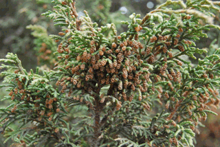 Juniperus monticola compacta