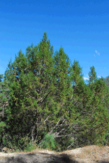 Juniperus jaliscana