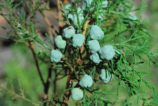 Juniperus jaliscana