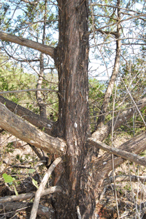 Juniperus flaccida poblana
