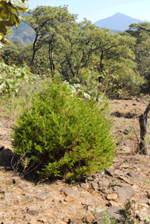 Juniperus flaccida poblana