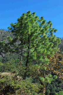 Pinus douglasiana