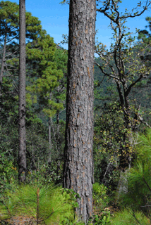 Pinus douglasiana