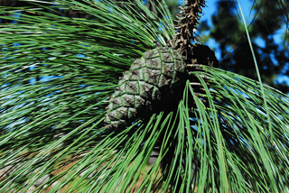 Pinus douglasiana
