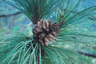 Pinus douglasiana
