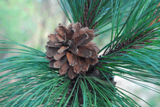 Pinus douglasiana