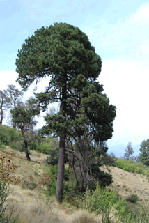 Pinus hartwegii