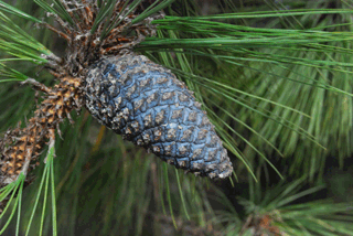 Pinus hartwegii