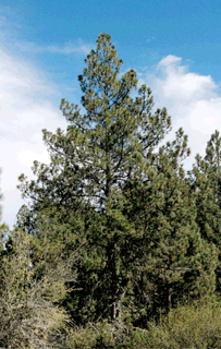 Pinus hartwegii