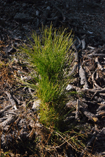 Pinus hartwegii