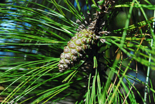Pinus herrerae