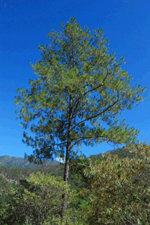 Pinus jaliscana