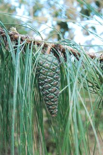 Pinus lumholtzii