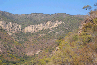 Pinus maximartinezii