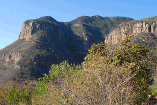 Pinus maximartinezii