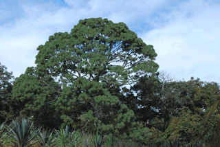 Pinus maximinoi