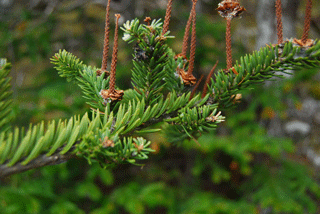 Abies balsamea
