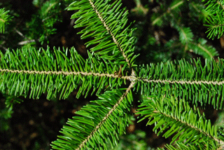 Abies balsamea