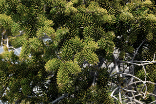 Abies balsamea