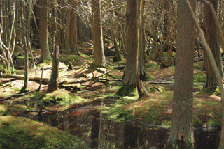 Chamaecyparis thyoides